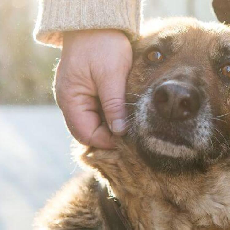 8 Most Protective Dog Breeds